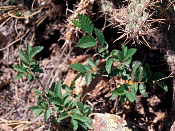 Siberian elm seedlings