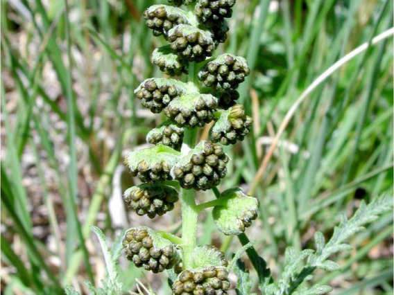 Fruits