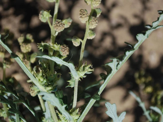 Stems and fruits