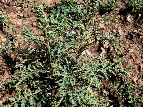 Plant with fruits