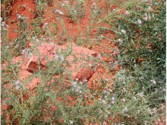 Spotted knapweed habit