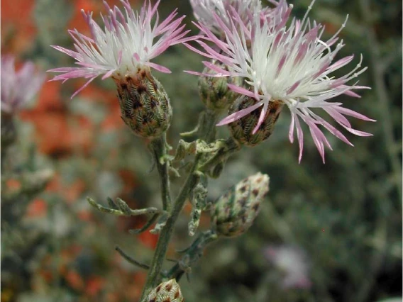 Flower head with spots on bracts