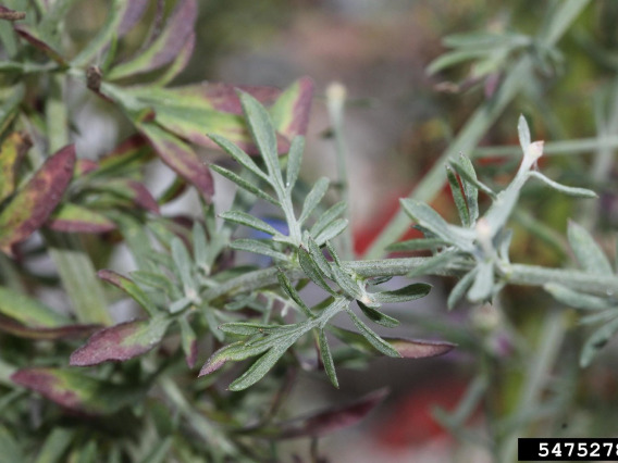 Spotted knapweed leaves