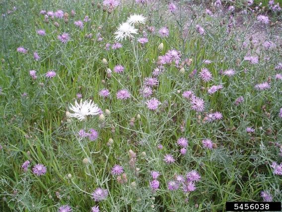 Both white and purple flowers