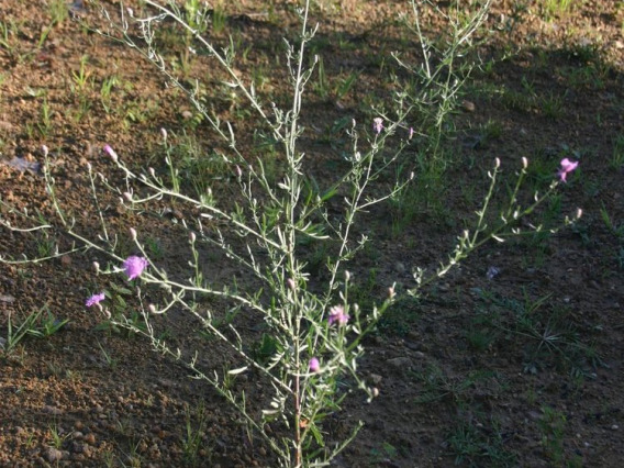 Spotted knapweed plant