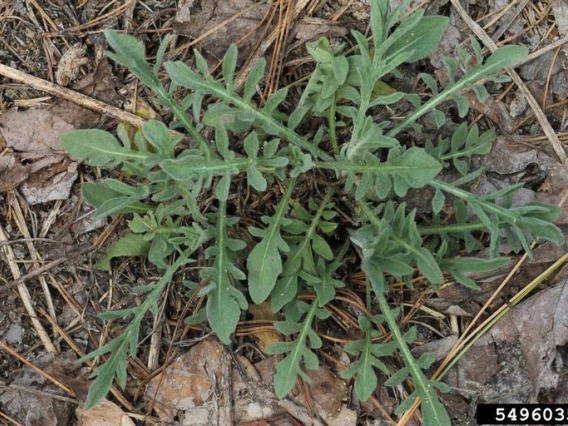 Spotted knapweed seedling