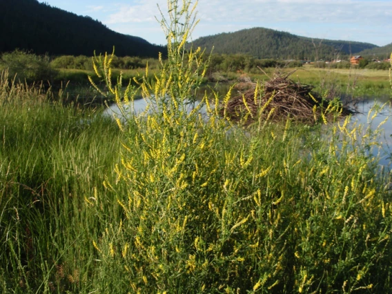 Sweetclover habit