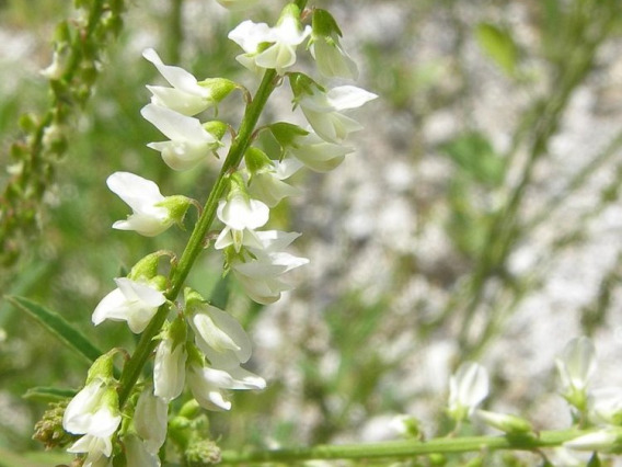 White form of sweetclover