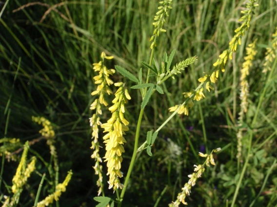 Sweetclover flowers