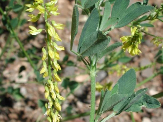 Sweetclover flowers and leaves