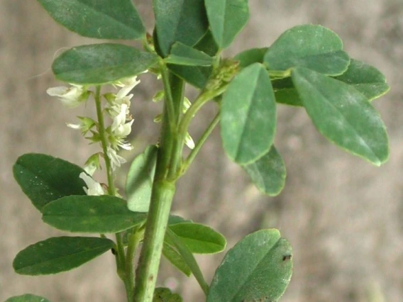 Sweetclover stem and leaves