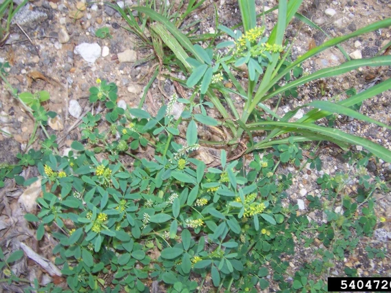 Immature sweetclover