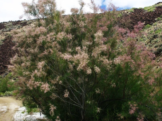 Tamarisk with flowers