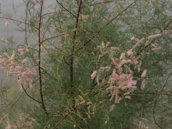 Tamarisk