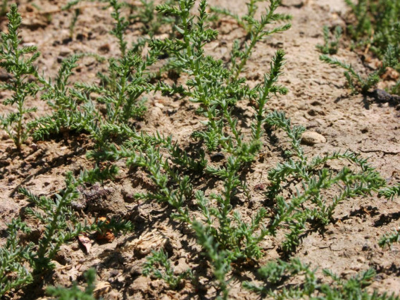 Seedlings after flood