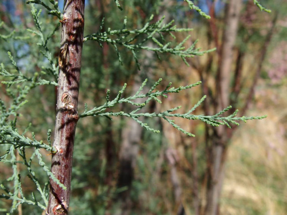 Stems and foliage