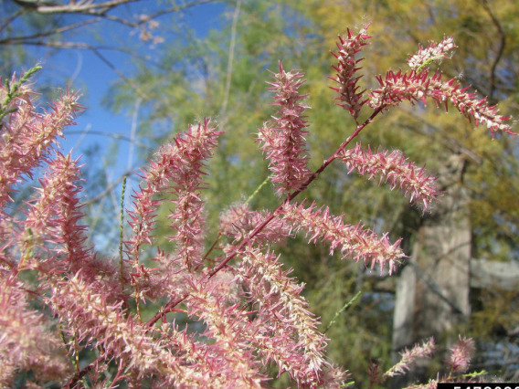 Tamarisk flowers