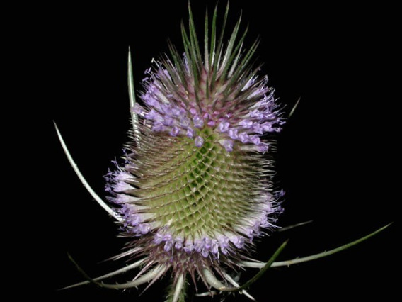 Teasel flower head