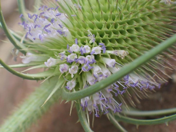 Multiple individual flowers in circular pattern