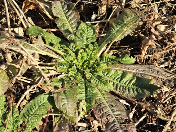 Teasel basal rosette