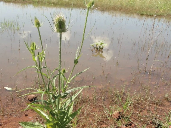 Teasel habit