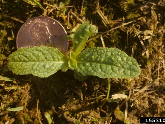 Teasel seedling