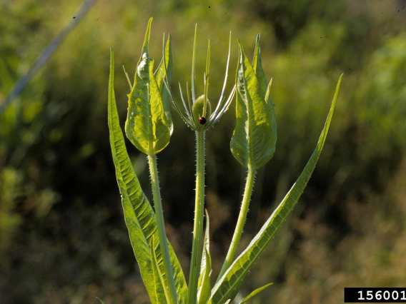 Teasel plant