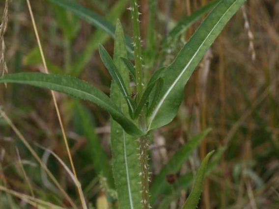 Teasel leaves