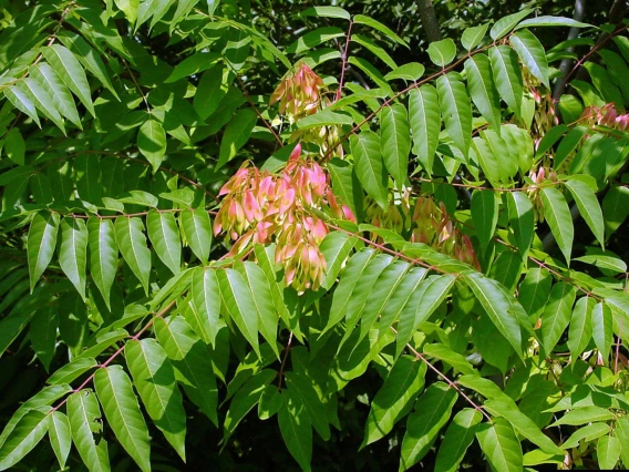 Foliage