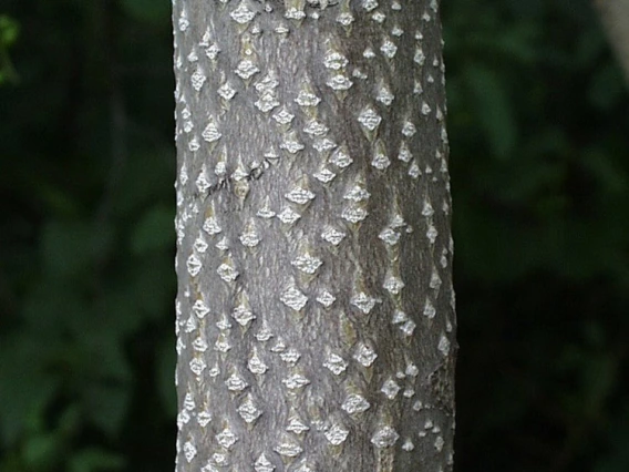 Tree-of-Heaven bark