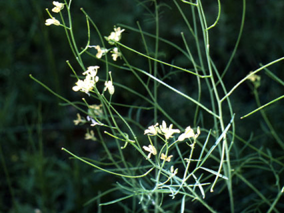 Tumble mustard flowers and fruit