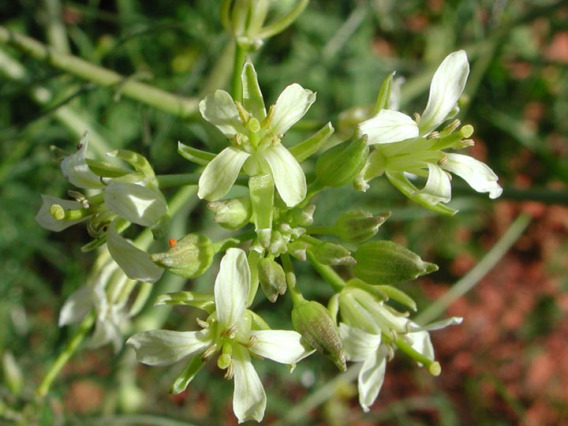 Tumble mustard flowers