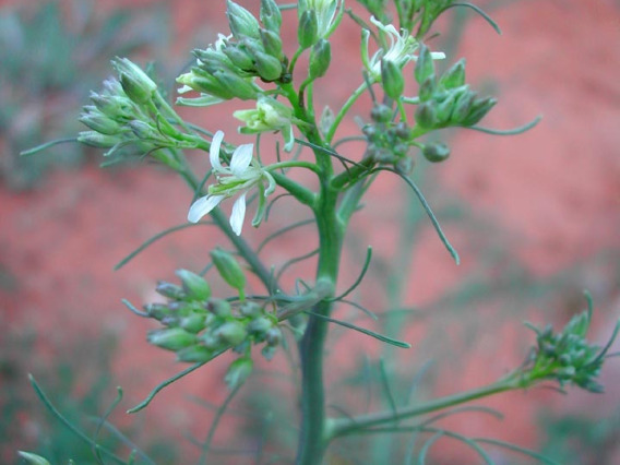 Tumble mustard flowers and fruit