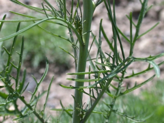 Tumble mustard foliage