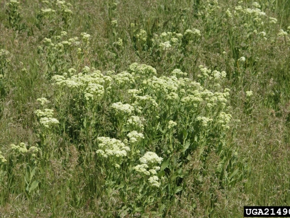 Whitetop habit