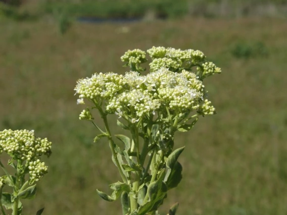 Whitetop flowers and leaves