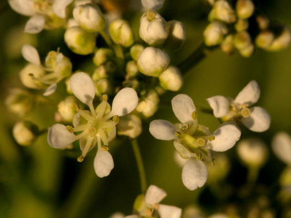 Whitetop flowers