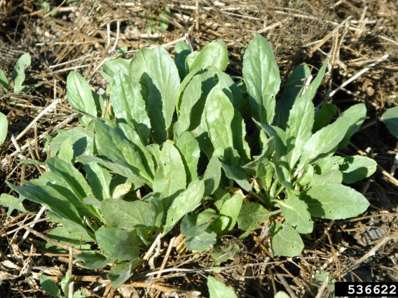 White top basal rosette