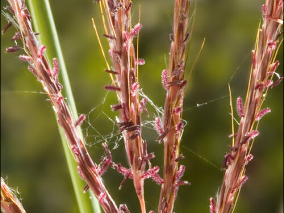 Yellow bluestem flower