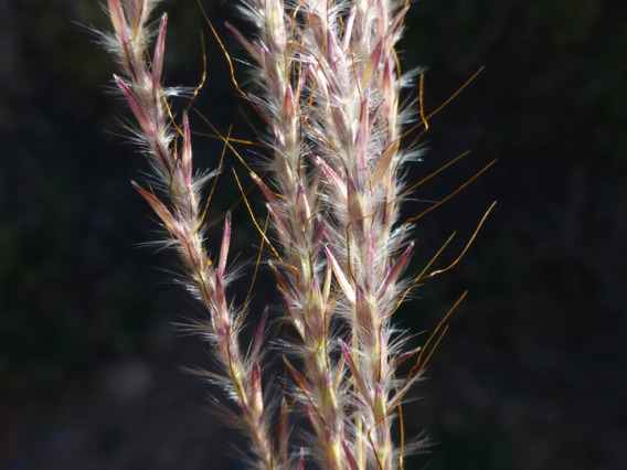 Yellow bluestem