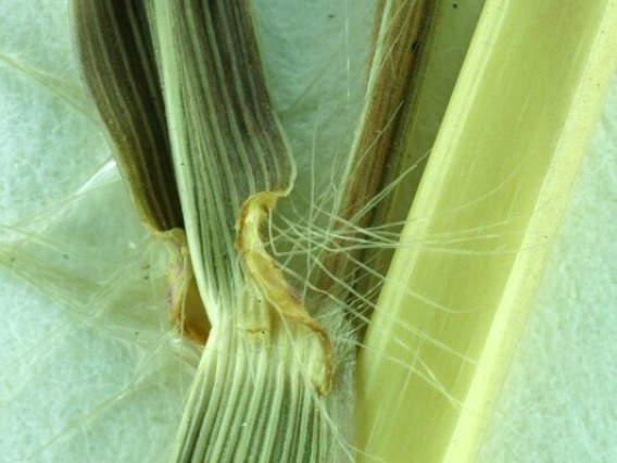 Ligule, where the leaf blade attaches to the stem