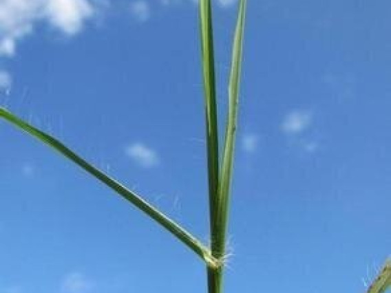 Yellow bluestem grass