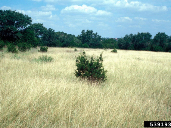 Yellow bluestem infestation