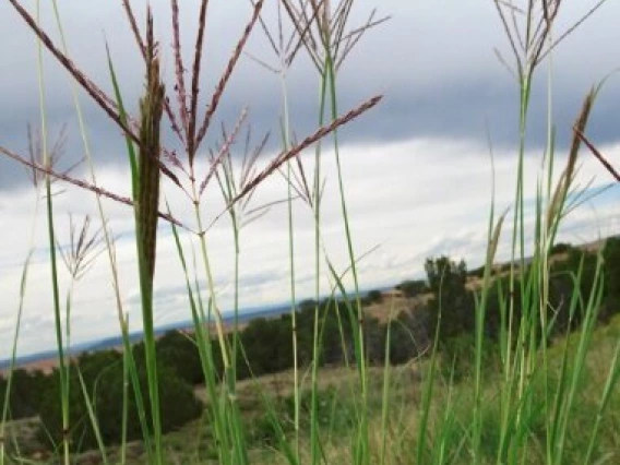 Yellow bluestem grass blooming.