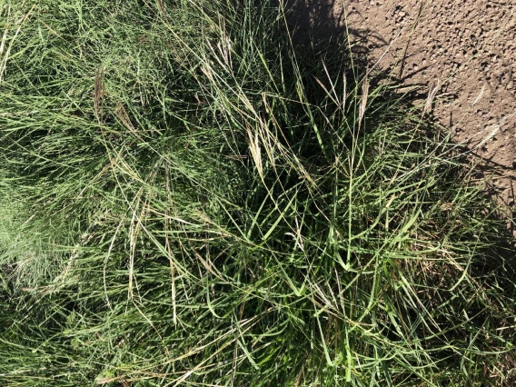 Yellow bluestem plant