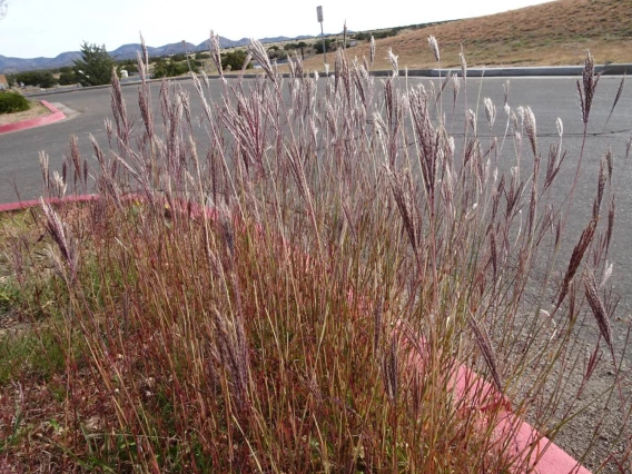 Yellow bluestem with seed heads