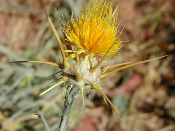 Flower head with spiny bracts