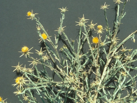 Yellow starthistle flower heads