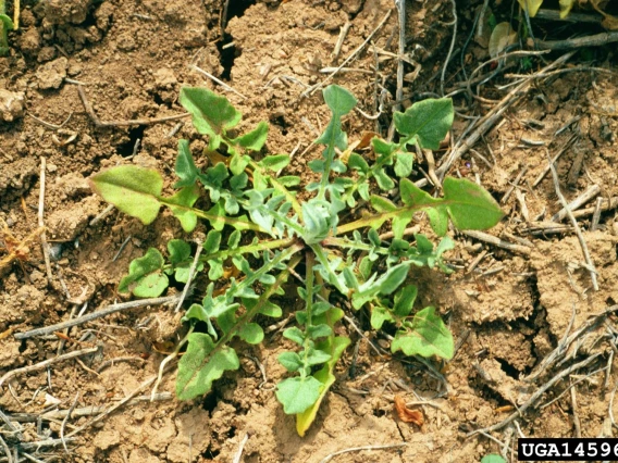 Yellow starthistle basal rosette