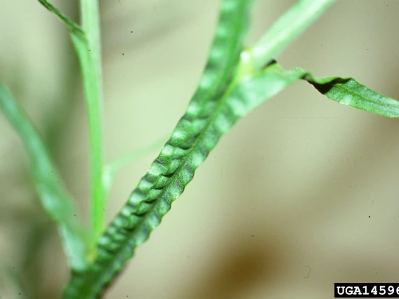 Yellow starthistle leaves